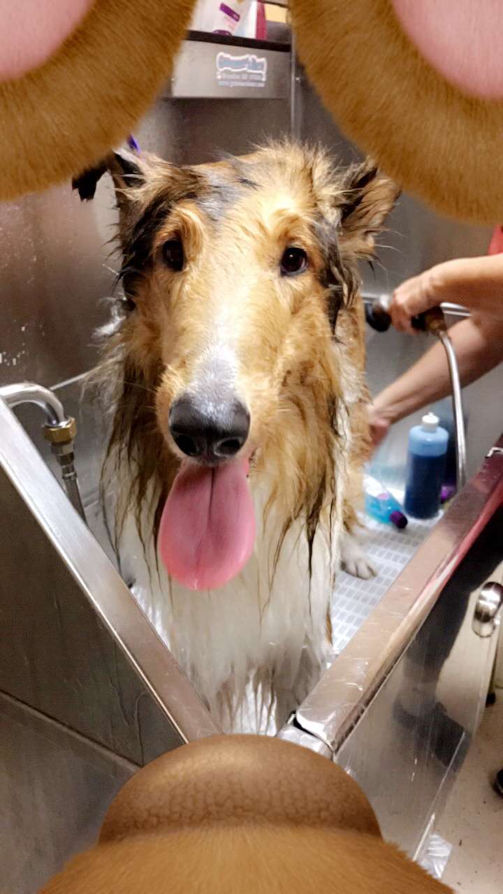 Purrrfect paws grooming & puppies | 18600 NW 87th Ave Suit 118, Miami Gardens, FL 33015, USA | Phone: (305) 690-7137