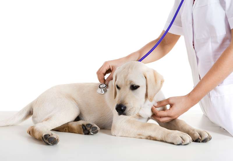 Mansfield Veterinary Health Center | 619 East St, Mansfield, MA 02048, USA | Phone: (508) 339-5775