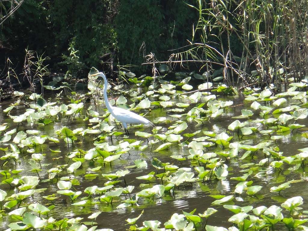 Blue Heron River Tours Inc | 2999 West, FL-44, DeLand, FL 32720, USA | Phone: (386) 873-4843