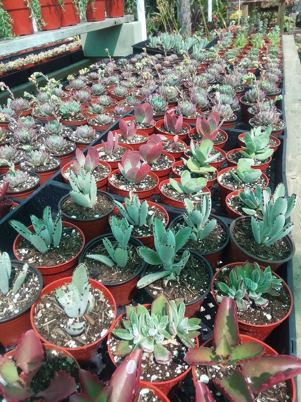 E Street Garden Center | 3293 N E St, San Bernardino, CA 92405, USA | Phone: (909) 886-6006