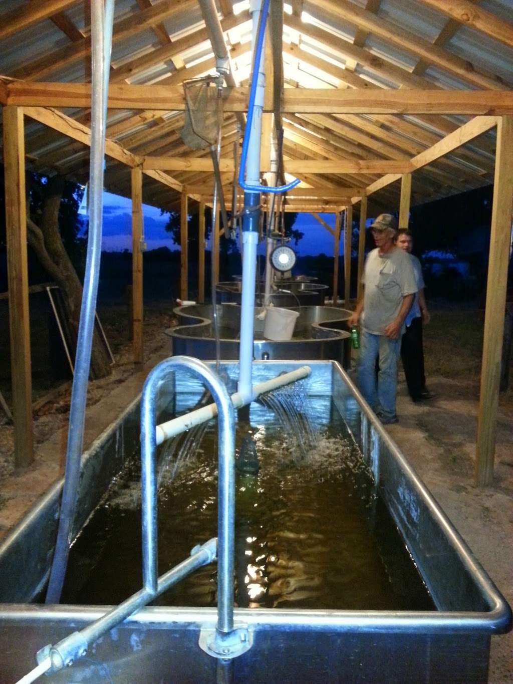 Sturm Fish Hatchery & Bait Farm | 4913 Hwy 36 South, Sealy, TX 77474, USA | Phone: (713) 894-7653