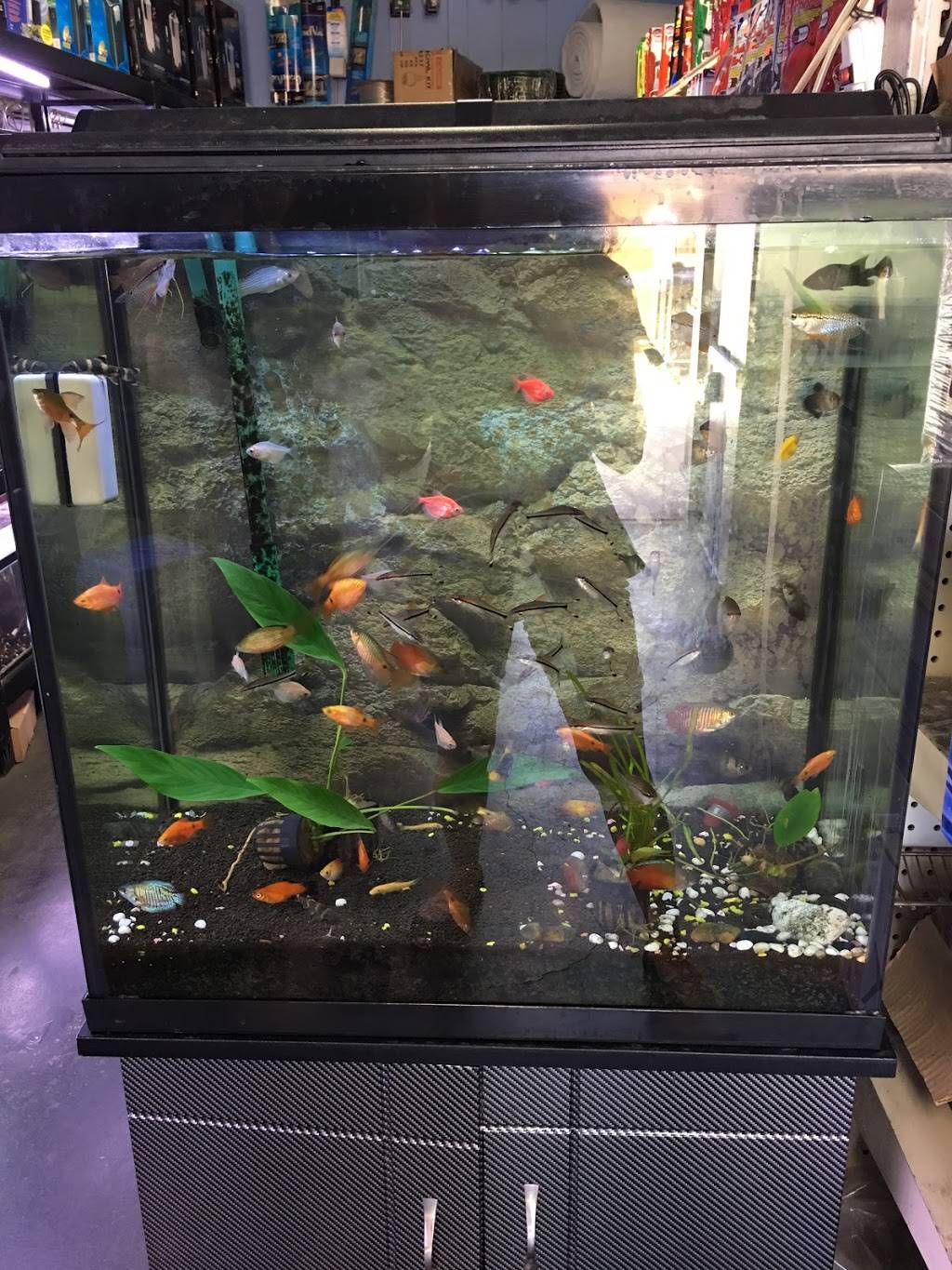 8888 Tropical Fish | 10451 Bolsa Ave Suite #106, Westminster, CA 92683, USA | Phone: (714) 902-3729