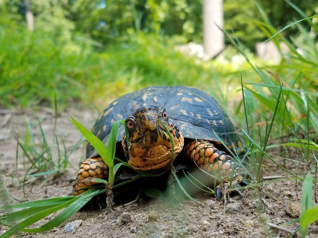 Wildlands Conservancy South Mountain Preserve | Alpine St, Emmaus, PA 18049, USA | Phone: (610) 965-4397