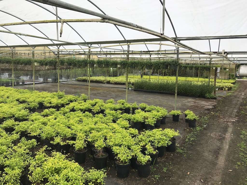 Royal Landscape Nursery | 2204 Hempel Ave, Gotha, FL 34734, USA | Phone: (407) 378-5126