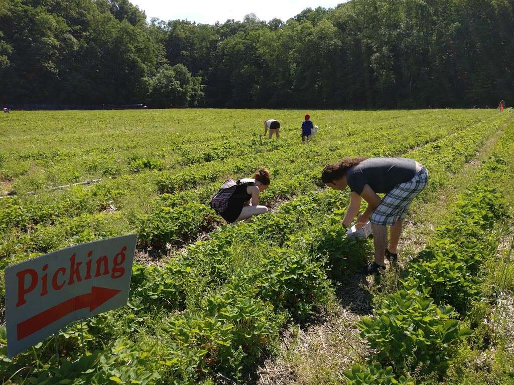 Farm strawberries pickup | 519 US-206, Newton, NJ 07860, USA