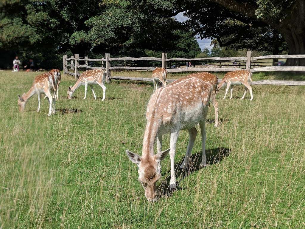 Knole Park | Sevenoaks TN15 0RP, UK