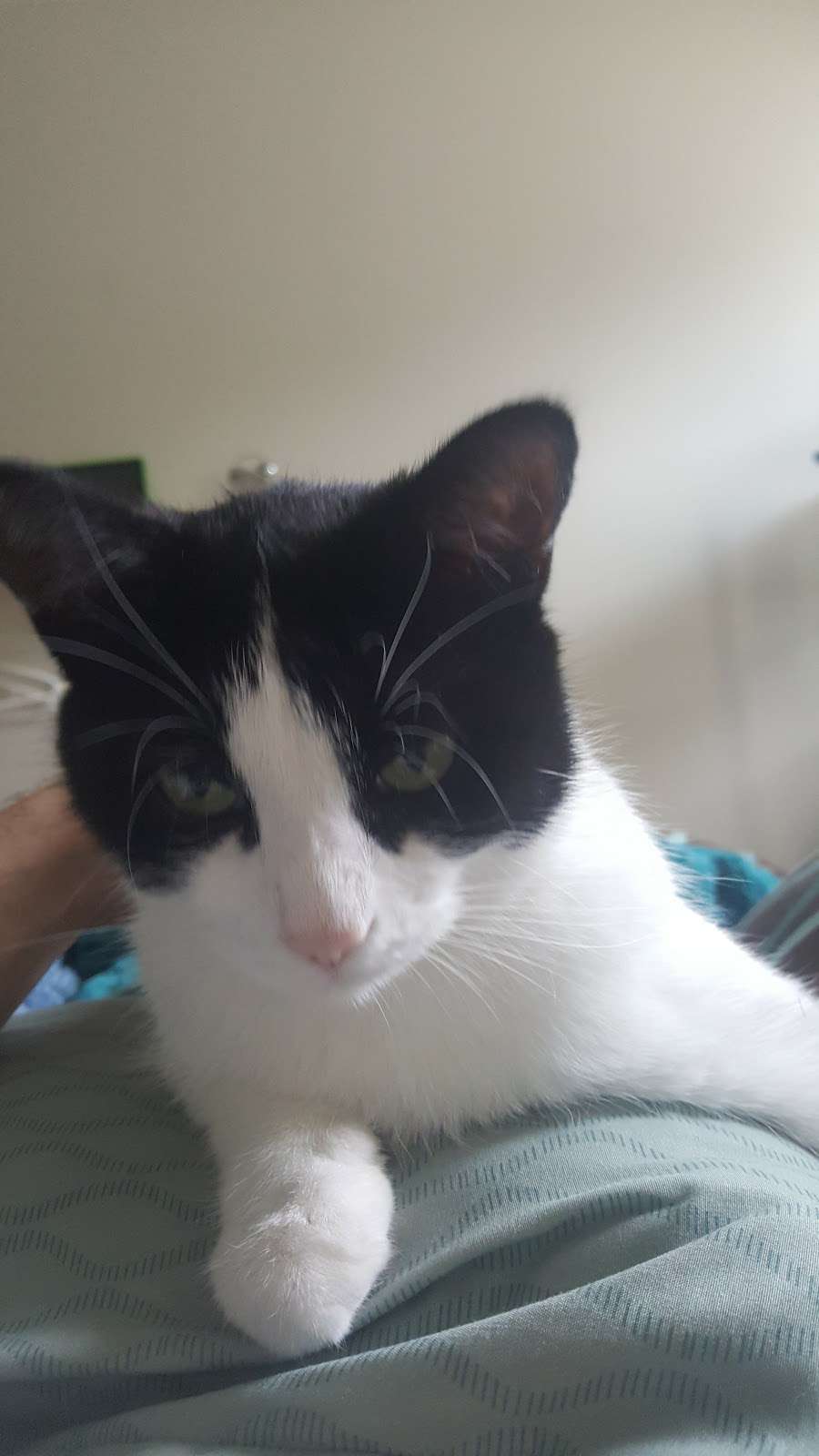 Mansfield Veterinary Health Center | 619 East St, Mansfield, MA 02048, USA | Phone: (508) 339-5775