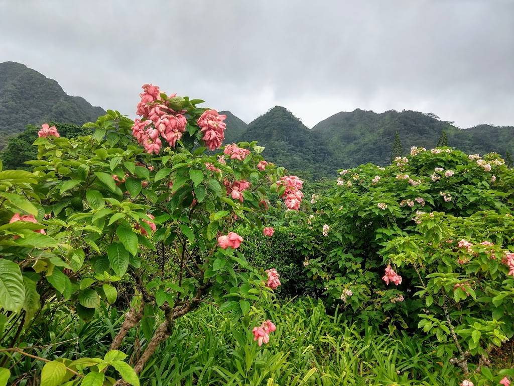 Lyon Arboretum | 3860 Manoa Rd, Honolulu, HI 96822, USA | Phone: (808) 988-0456