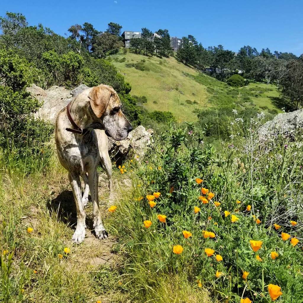 Glen Canyon Trailhead | Unnamed Trail, San Francisco, CA 94131