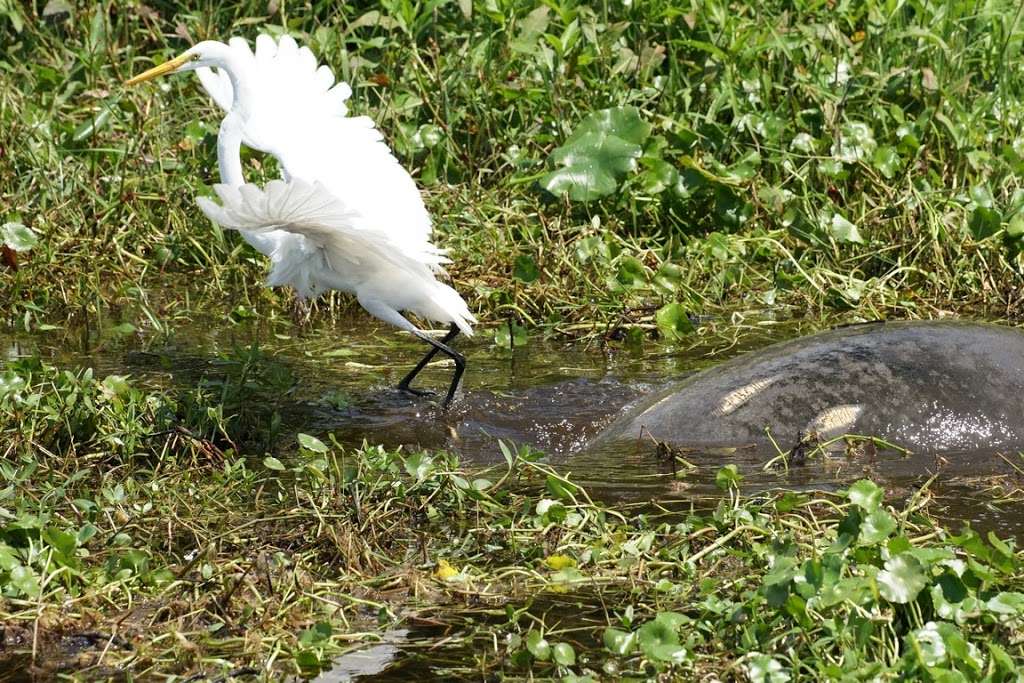 Blue Heron River Tours Inc | 2999 West, FL-44, DeLand, FL 32720, USA | Phone: (386) 873-4843