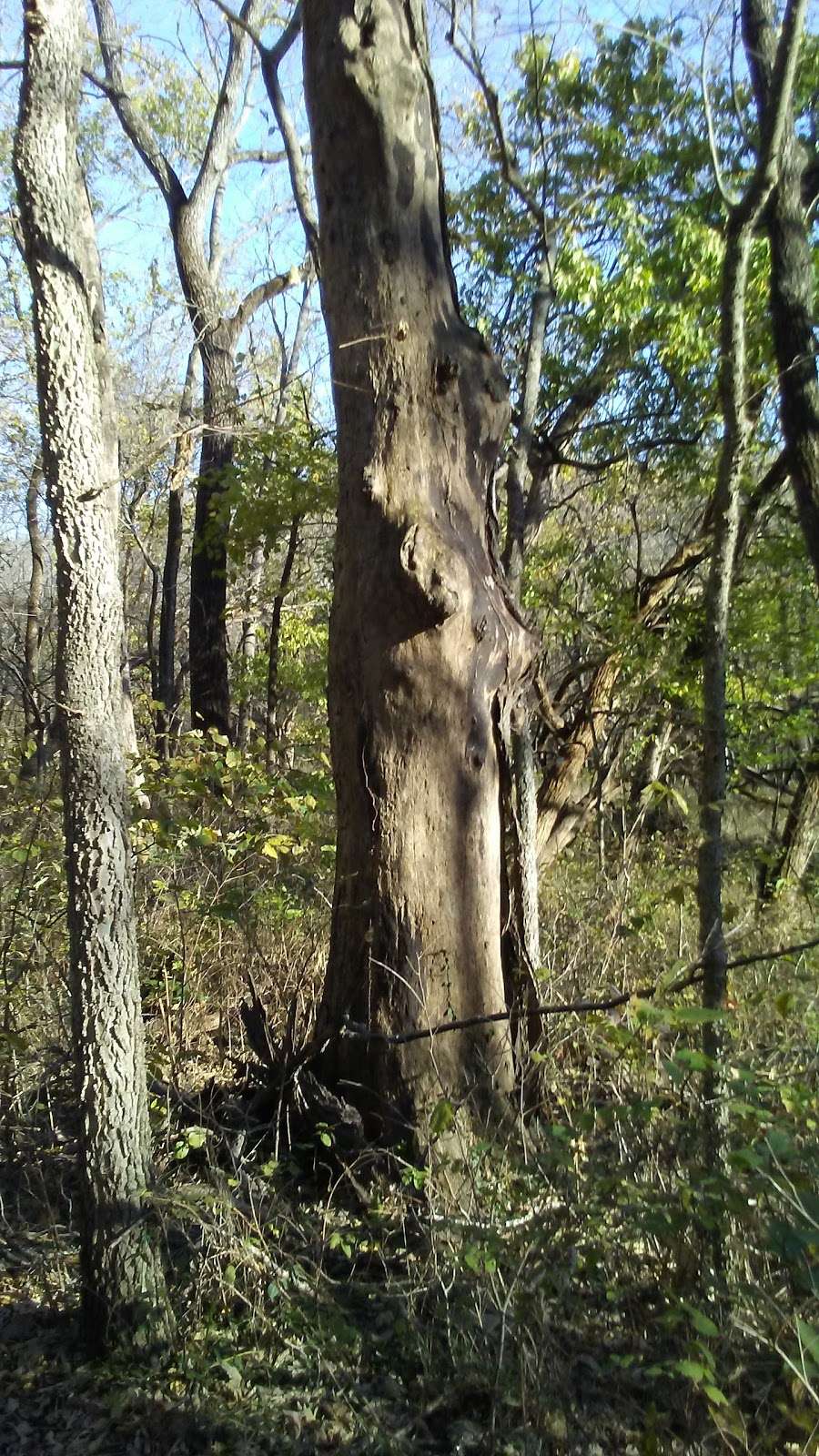 Fitch Natural History Reservation | Lawrence, KS 66044