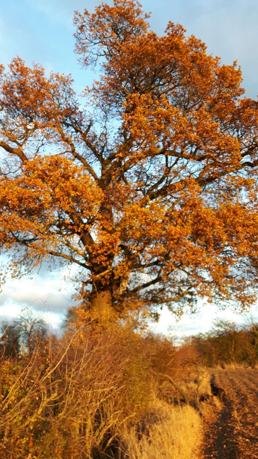 North Weald Bassett Parish Council | 138 High Rd, North Weald Bassett, Epping CM16 6BZ, UK | Phone: 01992 523825