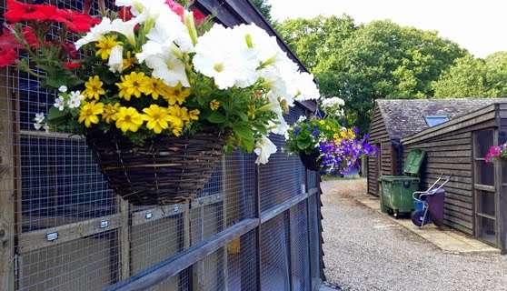 Chase Farm Cat Retreat | Stock Rd, Stock, West Hanningfield, Ingatestone CM4 9QZ, UK | Phone: 01277 840839