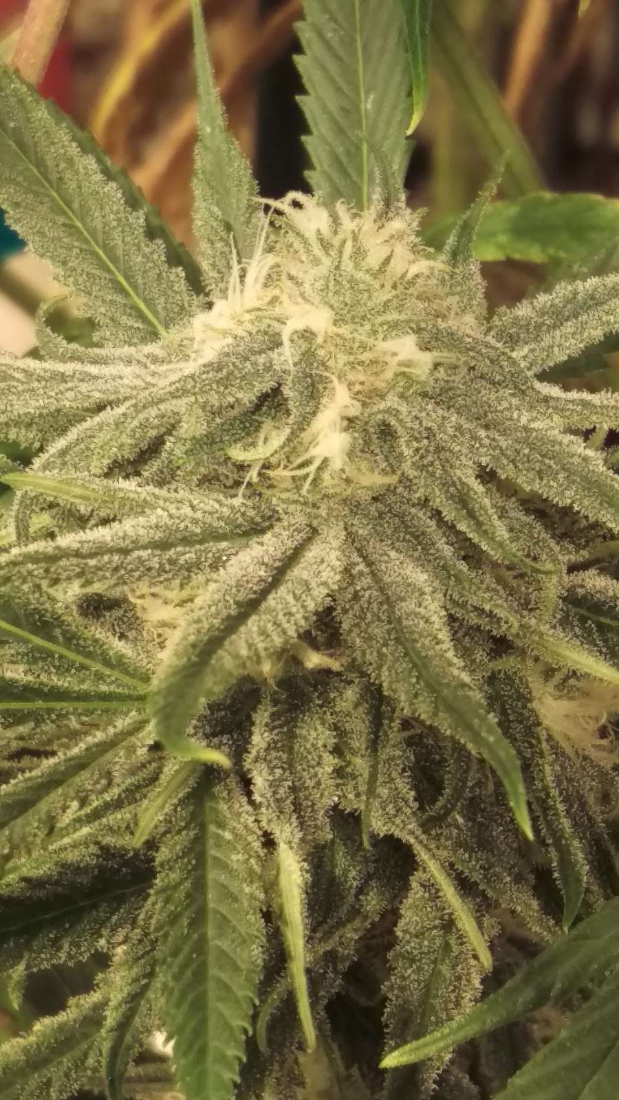 Colorado Cannabis Connection | 4550 S Kipling St #4, Denver, CO 80127, USA | Phone: (720) 328-2355