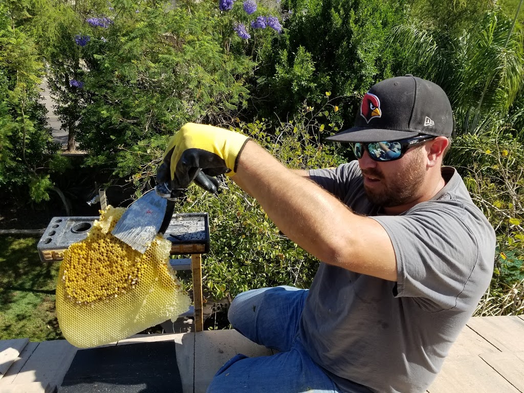 Phoenix Bee Removal LLC. | 8110 E Cactus Rd, Scottsdale, AZ 85260, USA | Phone: (480) 612-1620