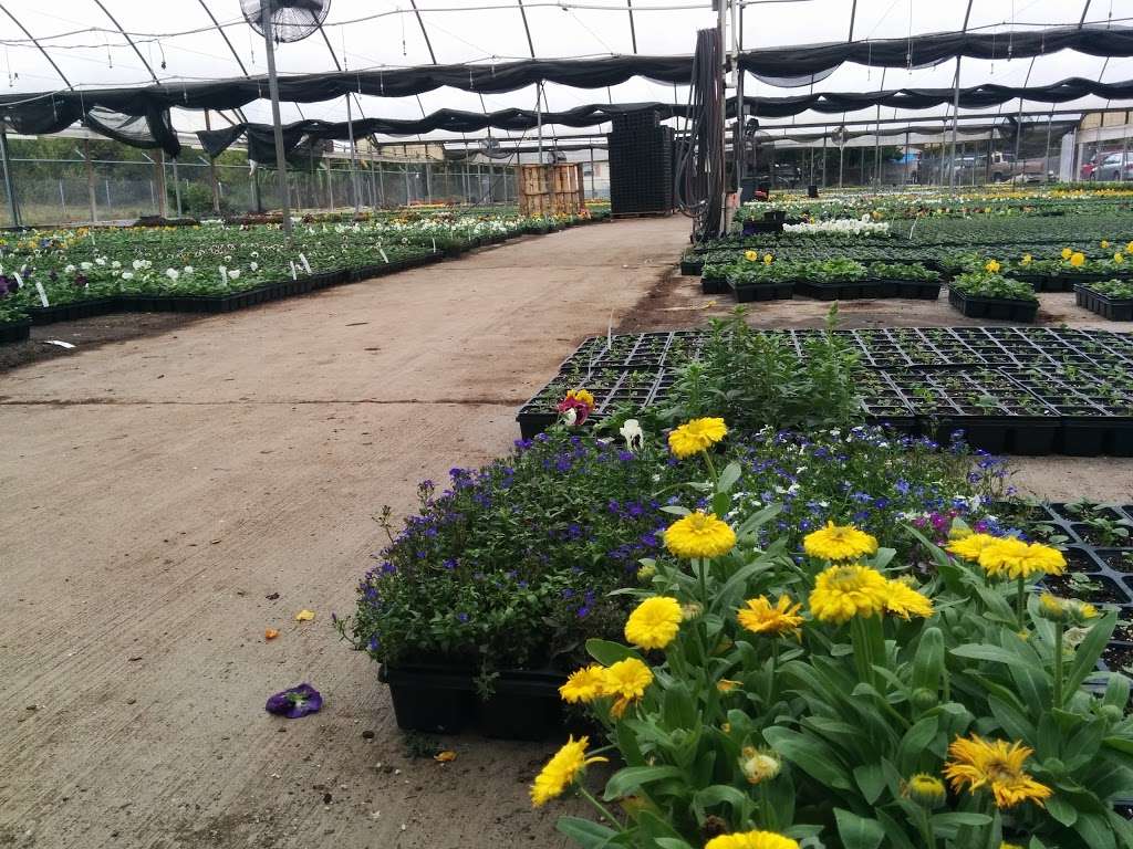 Texas Color Plants Inc | 2700 Joann St, Stafford, TX 77477, USA | Phone: (281) 499-8293