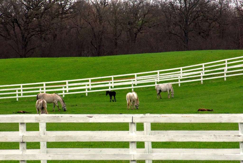 The Tempel Lipizzans | 17000 W Wadsworth Rd, Old Mill Creek, IL 60083, USA | Phone: (847) 244-5330