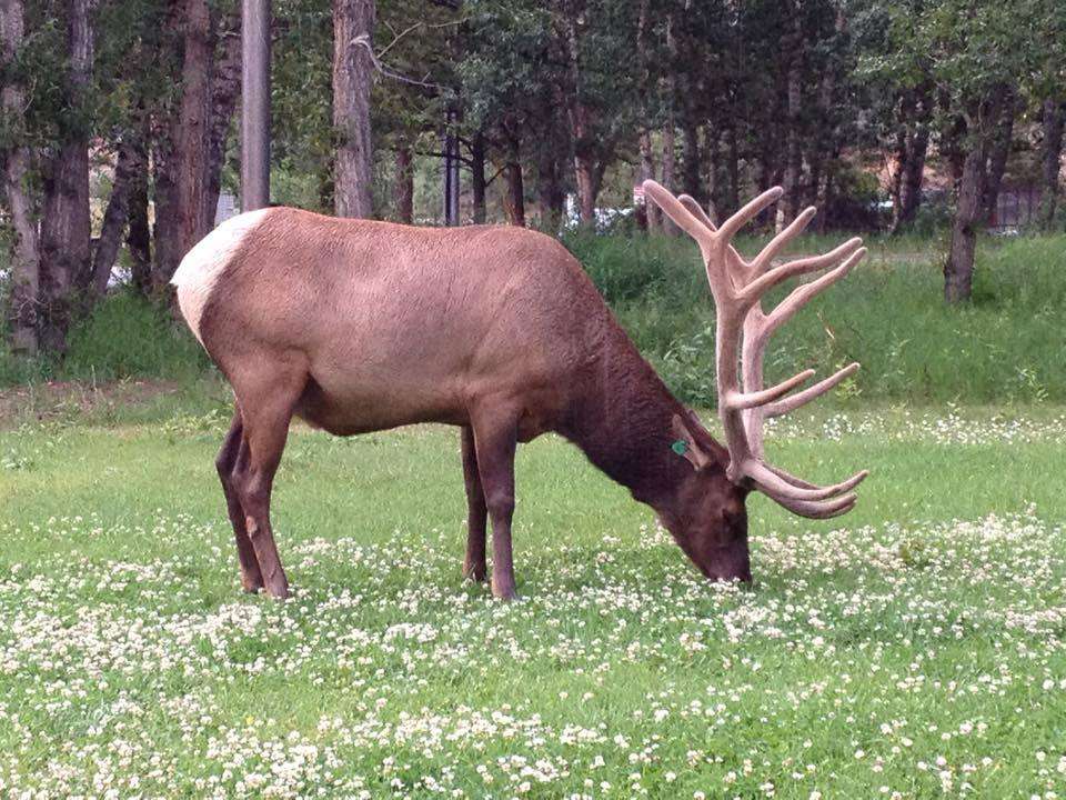 Bear Creek TWO - Estes Park Vacation Condo | 1280 Fall River Rd #2, Estes Park, CO 80517, USA | Phone: (303) 898-7056