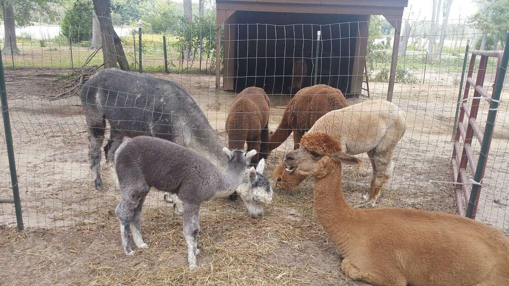 Secret World Alpacas | 7453 Todds Wharf Rd, Preston, MD 21655, USA | Phone: (410) 310-9423