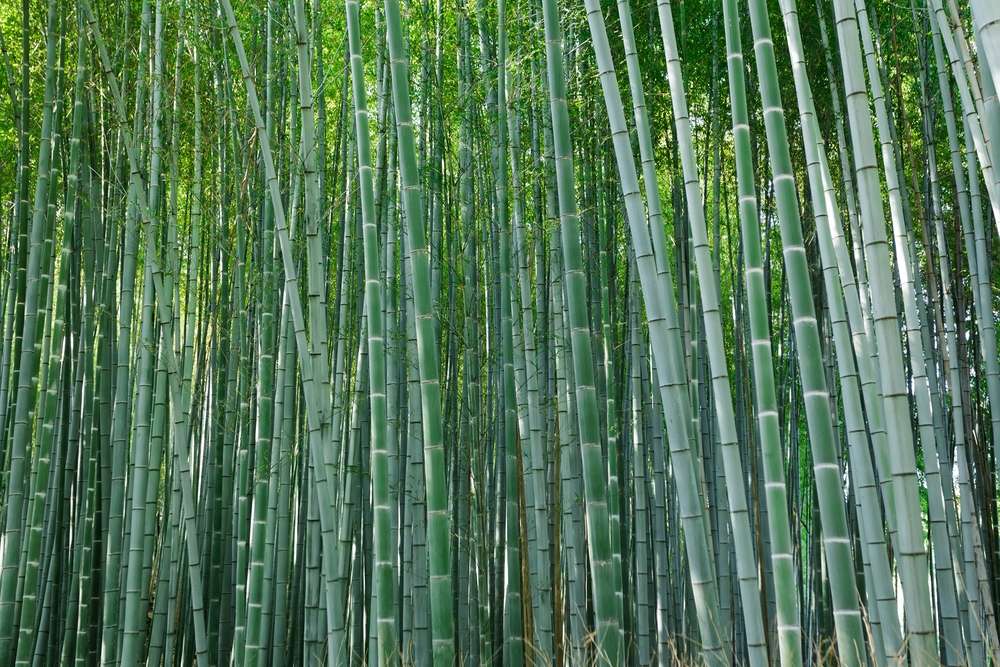 London Acupuncture Room | Rustin Room, 8 Hop Gardens, London WC2N 4EH, UK | Phone: 07769 660173