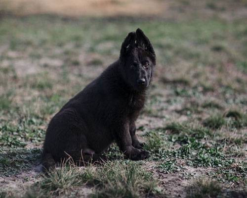 German Shepherd Dallas | 500 N Custer Rd, McKinney, TX 75071, USA | Phone: (903) 449-2726