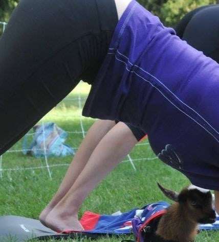 Gettysburg Goat Yoga | 365 Blacksmith Shop Rd, Gettysburg, PA 17325, USA | Phone: (717) 403-1314