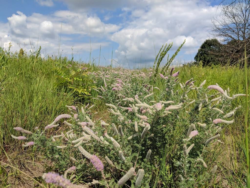 Grey Cloud Dunes SNA | 113th St S, Cottage Grove, MN 55016, USA | Phone: (651) 259-5800