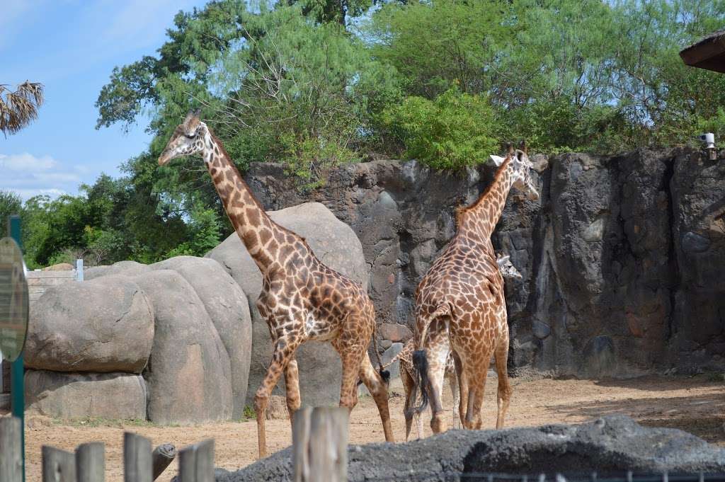 Houston Zoo | 6200 Hermann Park Dr, Houston, TX 77030, USA | Phone: (713) 533-6500