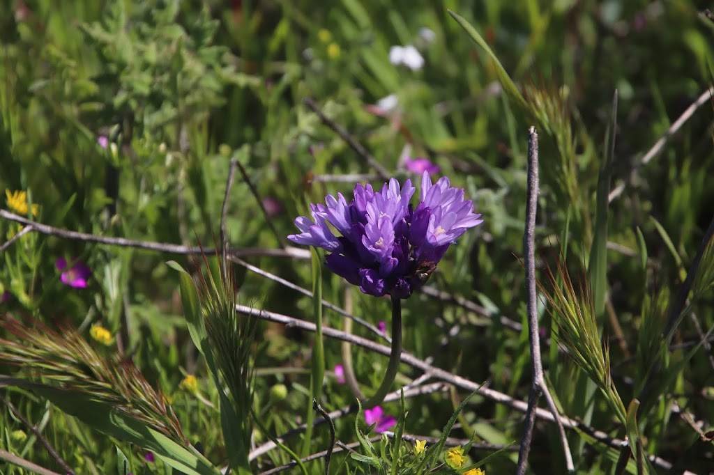 Wildflower Trail | Flower Trail, Hemet, CA 92545, USA