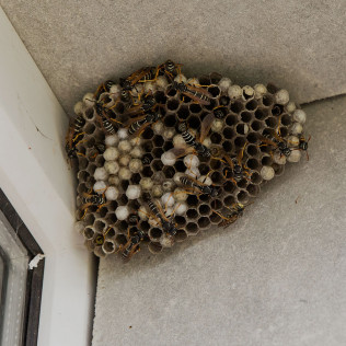 Green Wave Pest Solutions | 6670 Gomer Rd, Las Vegas, NV 89139, USA | Phone: (702) 540-6937