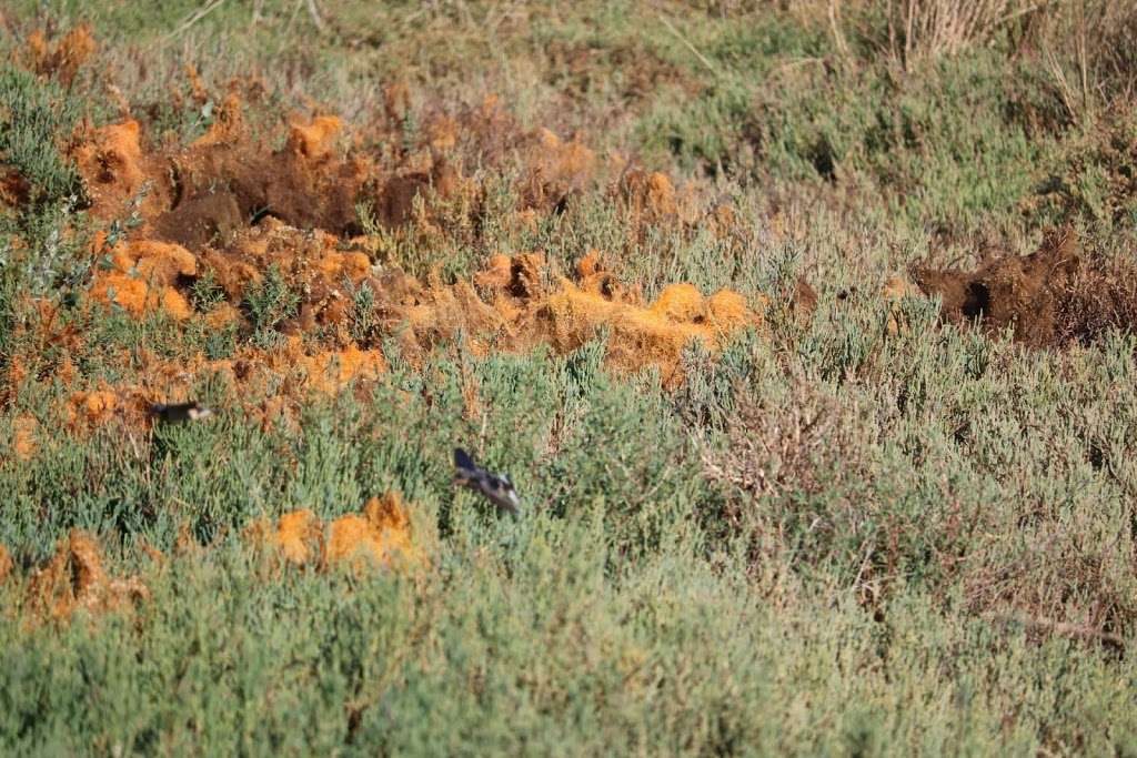 Palo Alto Baylands Nature Preserve trailhead | 2690-2698 Terminal Blvd, Palo Alto, CA 94303, USA | Phone: (650) 617-3156