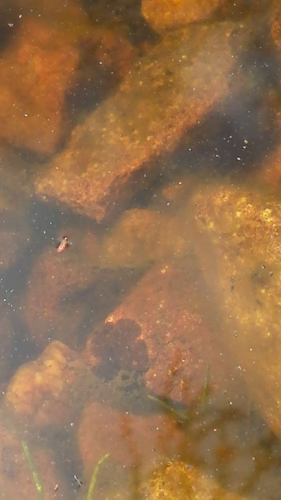 Vernal Pool | San Diego, CA 92129, USA