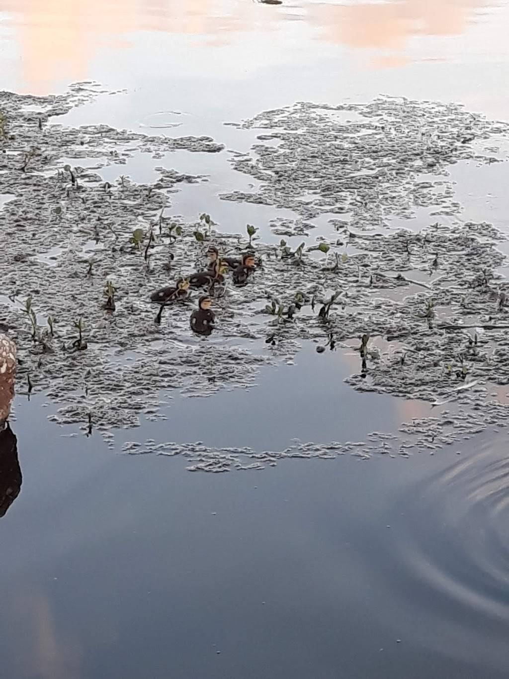 Sirmons Lake Park | 4298-4100 33rd Ave N, St. Petersburg, FL 33713, USA | Phone: (727) 893-7441