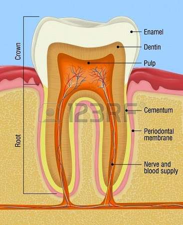 Modern Endodontics | 1F Commons Dr #39, Londonderry, NH 03053, USA | Phone: (603) 552-3632