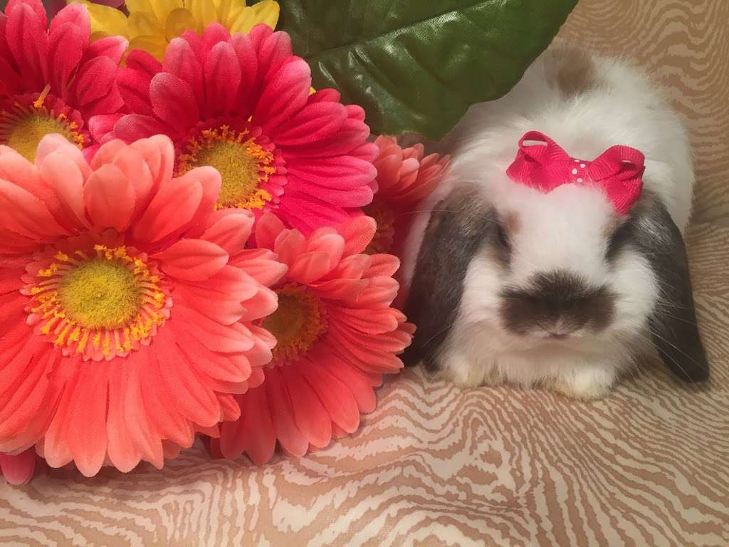 Misty Blues Bunnies | 265 N Scalybark Trail, Concord, NC 28027, USA | Phone: (704) 728-4924