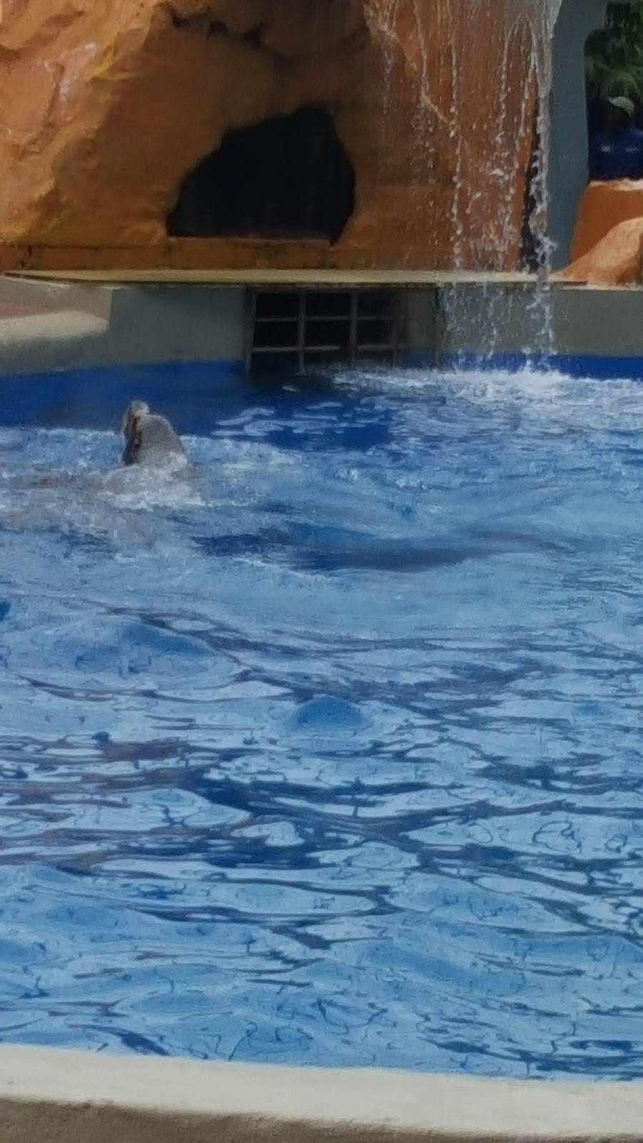 Golden Dome Sea Lion Show | Unnamed Road, Key Biscayne, FL 33149, USA