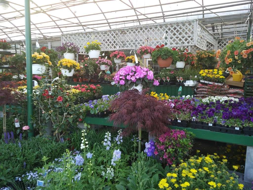 Hampton Nursery Inc | 7400 Annapolis Rd, Woodlawn, MD 20784 | Phone: (301) 459-7110