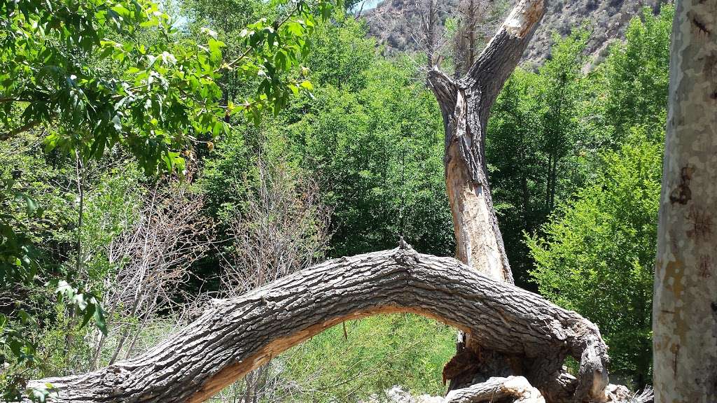 Sycamore Flat Campground | Pearblossom, CA 93553, USA