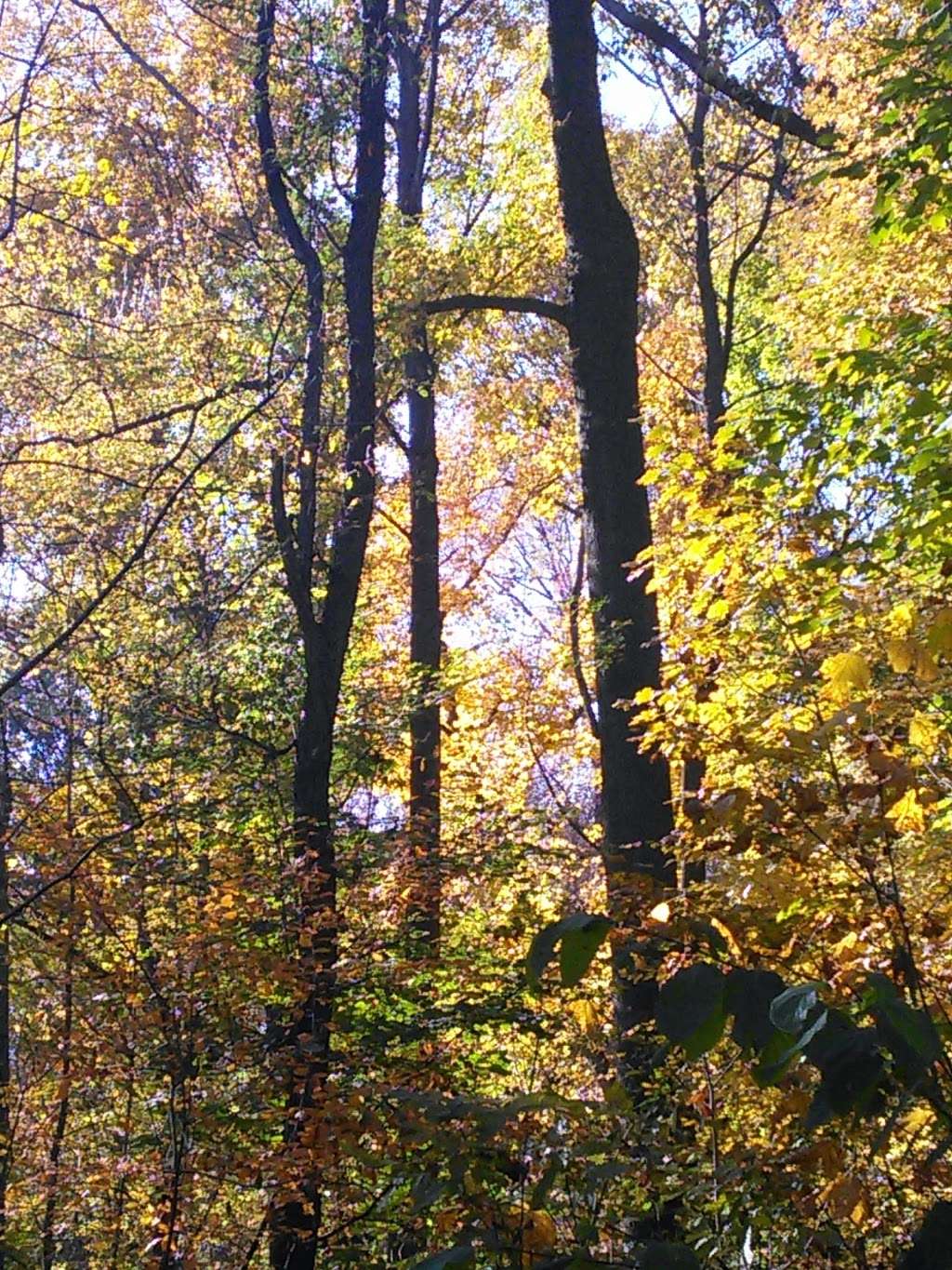 Quaker Cemetery | Brooklyn, NY 11215, USA