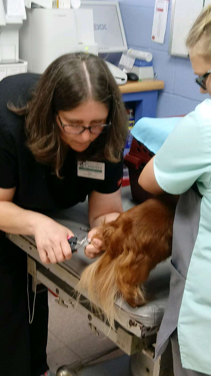 Conover Veterinary Hospital | 103 Thornburg Dr SE #9181, Conover, NC 28613, USA | Phone: (828) 465-5720