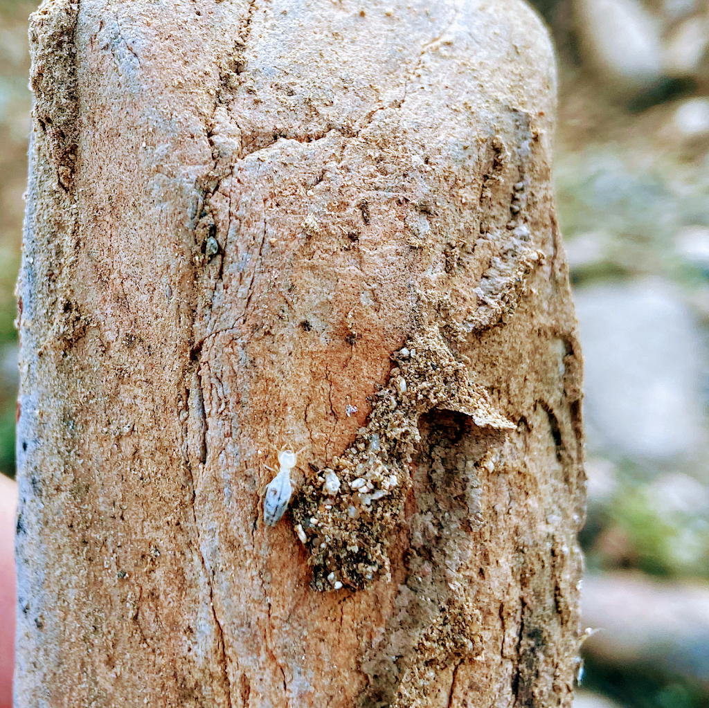 Desert Termites | 7315 W Irma Ln, Glendale, AZ 85308, USA | Phone: (602) 677-0132
