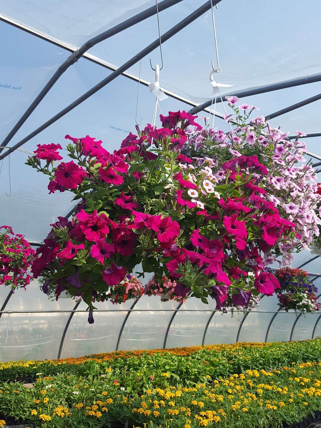 Leptondale Nursery & Greenhouse | 5 Nobles Way, Newburgh, NY 12550, USA | Phone: (845) 564-0466