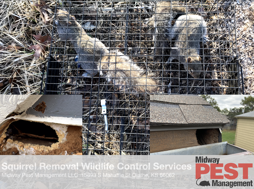 Midway Pest Management LLC | 15893 S Mahaffie St, Olathe, KS 66062, USA | Phone: (913) 820-9737