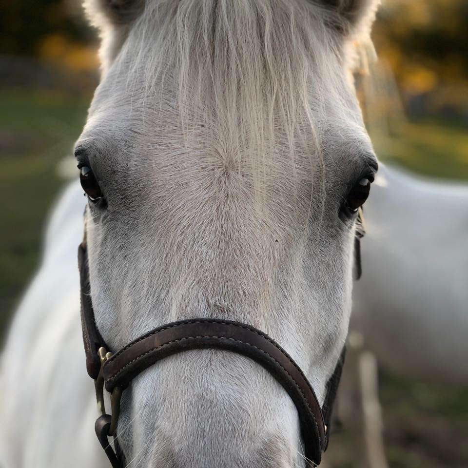 Highland Ridge Stables | N6735 Hillside Dr, Johnson Creek, WI 53094, USA | Phone: (262) 894-2526