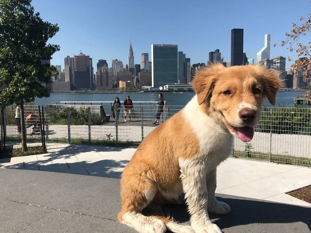 Hunters Point South Dog Run | Hunters Point South Park Center Blvd. &, 51st Ave, Long Island City, NY 11101, USA | Phone: (212) 639-9675