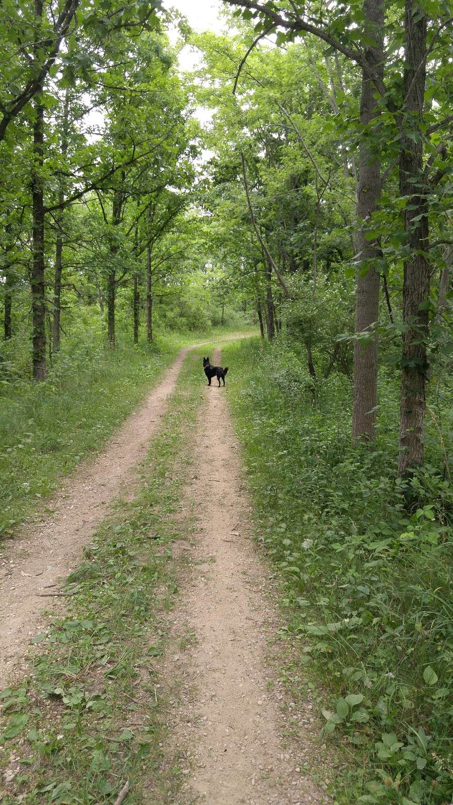 Plum Creek Forest Preserve | Chicago Heights, IL 60411, USA