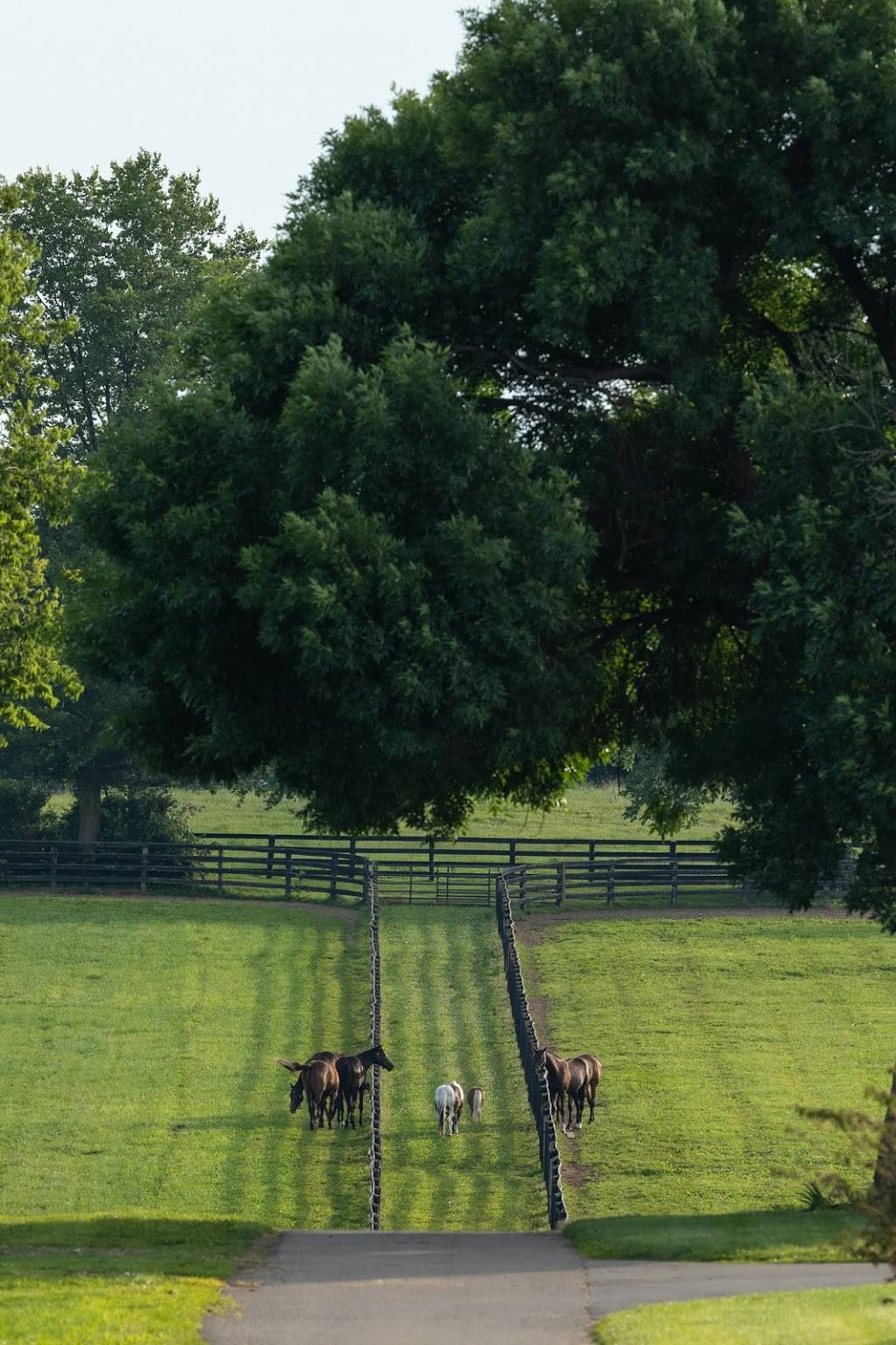 Blackwood Stables | 1217 Hedden Rd, Versailles, KY 40383, USA | Phone: (859) 256-0083