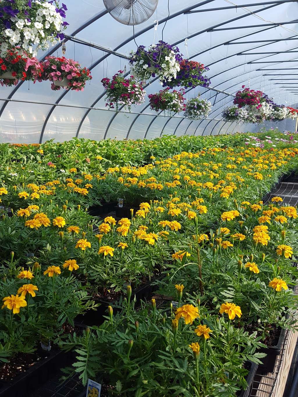 Leptondale Nursery & Greenhouse | 5 Nobles Way, Newburgh, NY 12550, USA | Phone: (845) 564-0466