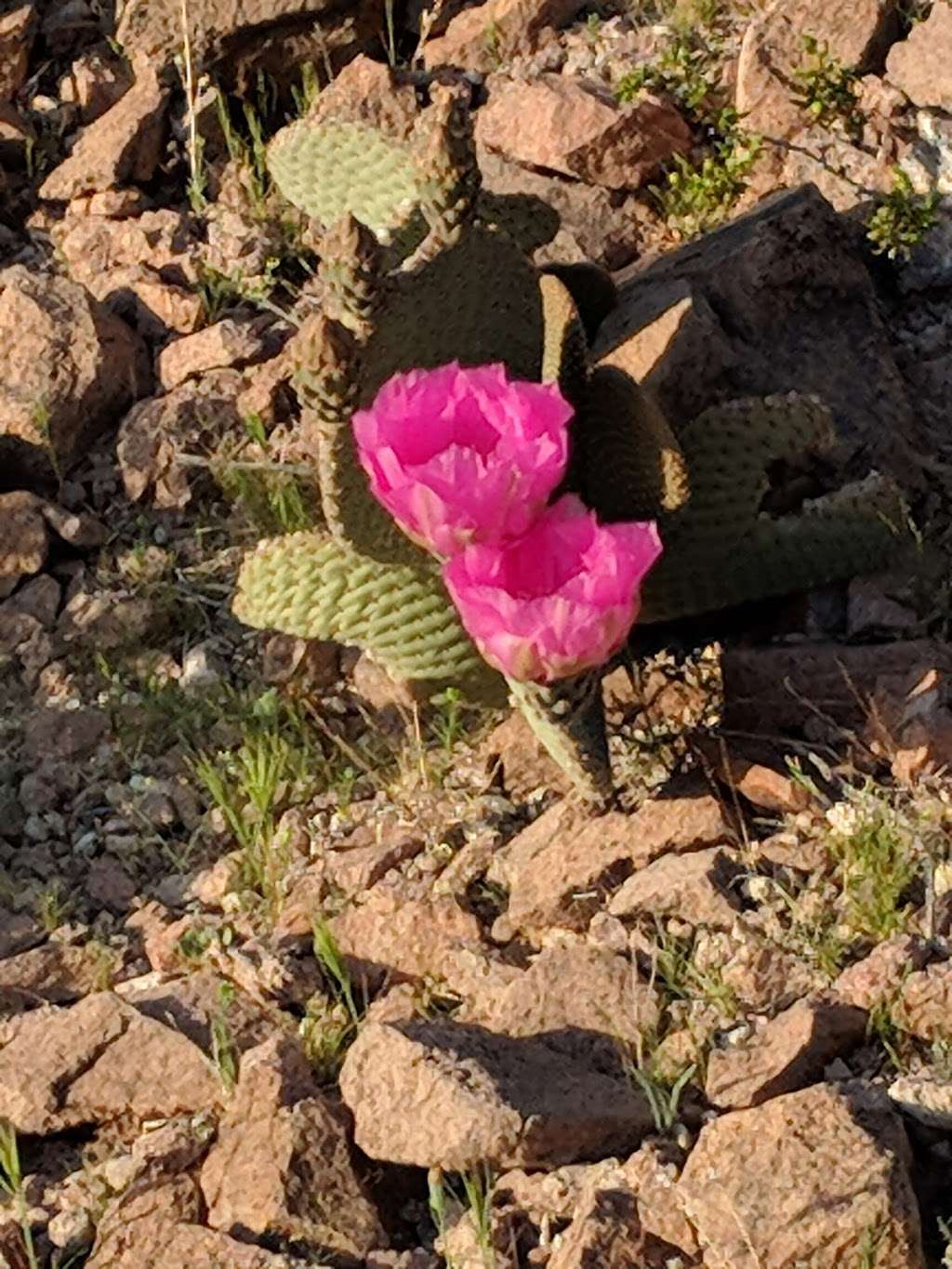 Trail Head | Unnamed Road,, Henderson, NV 89015, USA