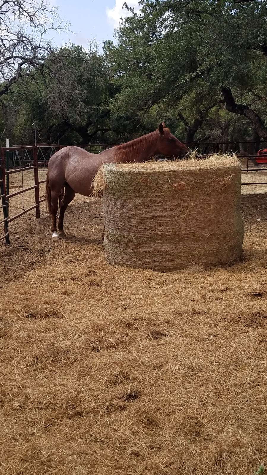 Westcreek Trails Rides | 12230 Westcreek Oaks Dr, San Antonio, TX 78253, USA | Phone: (210) 616-6585